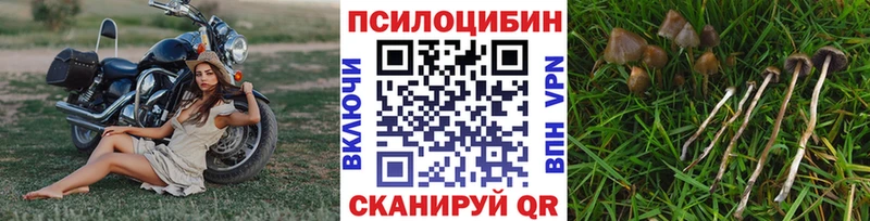 Псилоцибиновые грибы ЛСД  mega зеркало  Тавда  купить закладку 